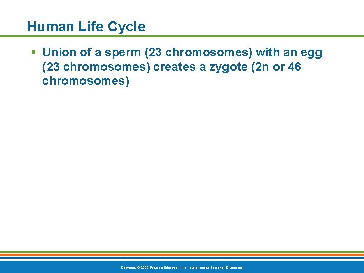 Human Life Cycle § Union of a sperm (23 chromosomes) with an egg (23