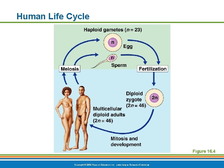 Human Life Cycle Figure 16. 4 Copyright © 2009 Pearson Education, Inc. , publishing