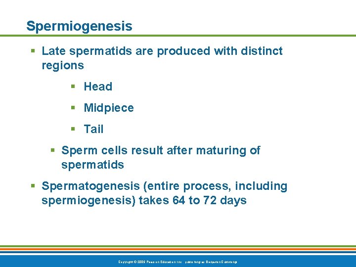 Spermiogenesis § Late spermatids are produced with distinct regions § Head § Midpiece §
