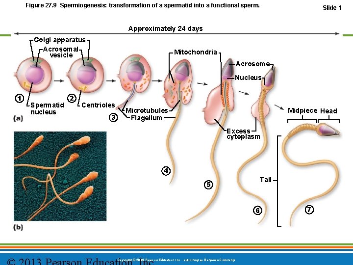 Figure 27. 9 Spermiogenesis: transformation of a spermatid into a functional sperm. Slide 1