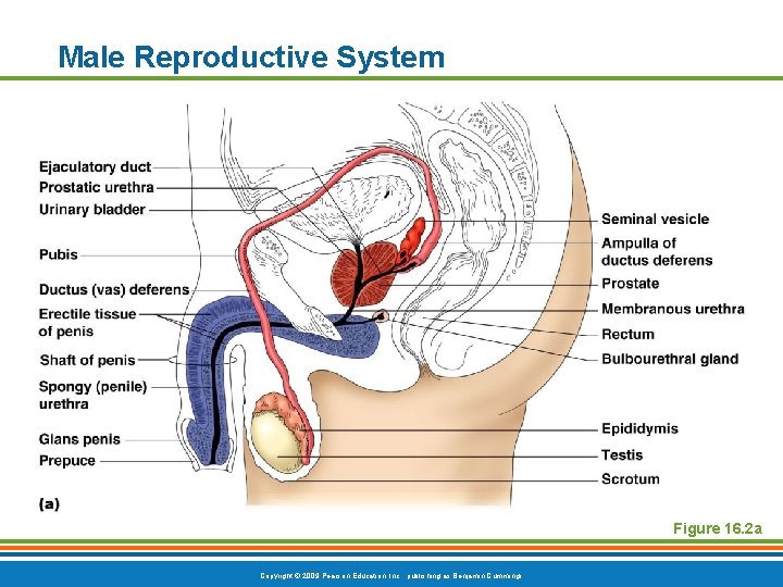 Male Reproductive System Figure 16. 2 a Copyright © 2009 Pearson Education, Inc. ,