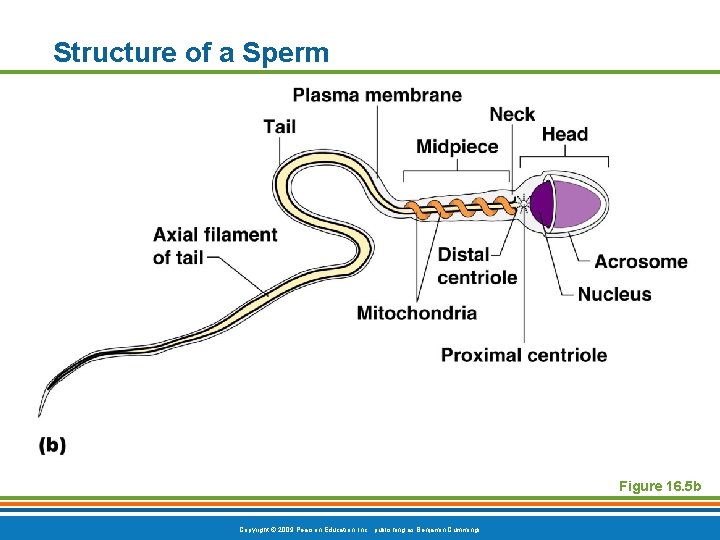 Structure of a Sperm Figure 16. 5 b Copyright © 2009 Pearson Education, Inc.