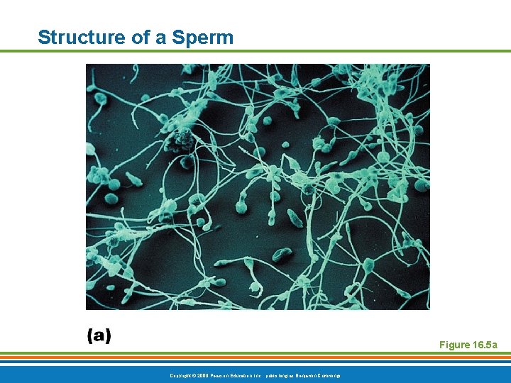Structure of a Sperm Figure 16. 5 a Copyright © 2009 Pearson Education, Inc.