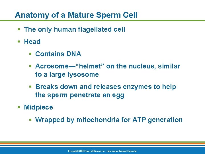 Anatomy of a Mature Sperm Cell § The only human flagellated cell § Head