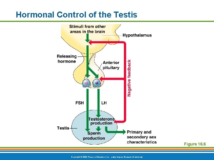 Hormonal Control of the Testis Figure 16. 6 Copyright © 2009 Pearson Education, Inc.