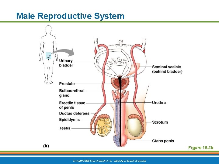 Male Reproductive System Figure 16. 2 b Copyright © 2009 Pearson Education, Inc. ,