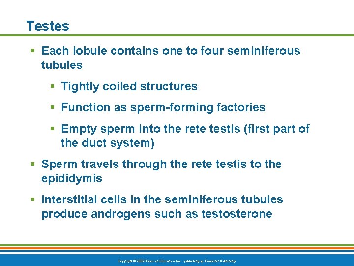 Testes § Each lobule contains one to four seminiferous tubules § Tightly coiled structures