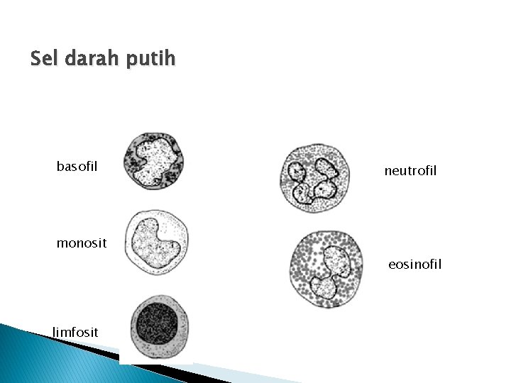 Sel darah putih basofil neutrofil monosit eosinofil limfosit 