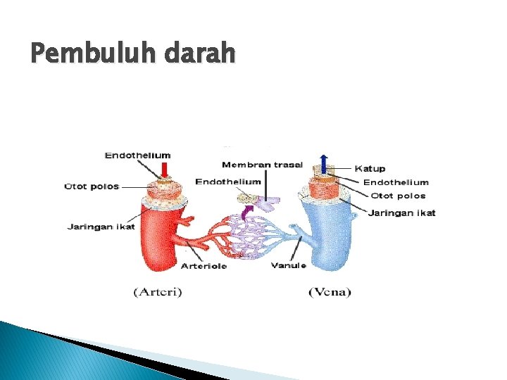 Pembuluh darah 