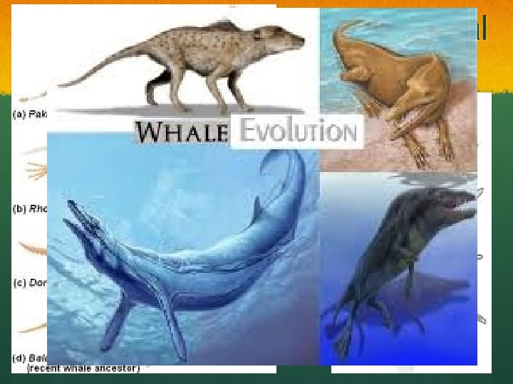 Transitional Species Fossil records show species which have features that are intermediate between those