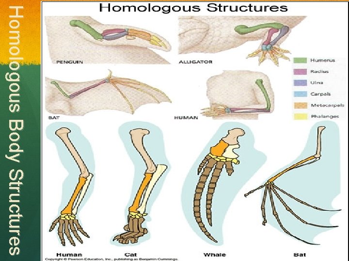 Homologous Body Structures 