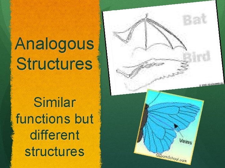 Analogous Structures Similar functions but different structures 