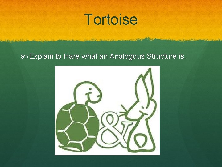 Tortoise Explain to Hare what an Analogous Structure is. 