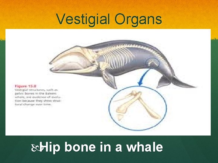 Vestigial Organs Hip bone in a whale 
