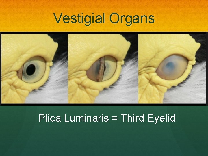 Vestigial Organs Plica Luminaris = Third Eyelid 