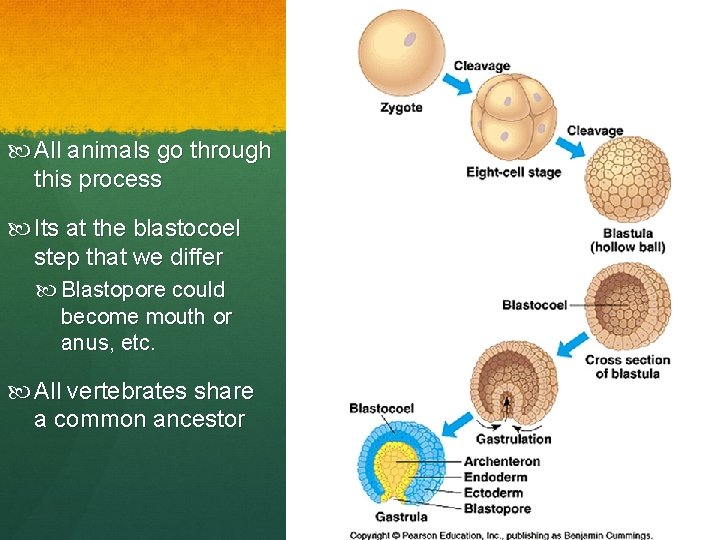  All animals go through this process Its at the blastocoel step that we