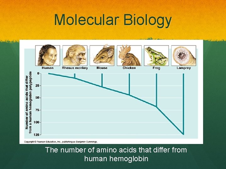 Molecular Biology Using new technology, we can see how many DNA and RNA sequences