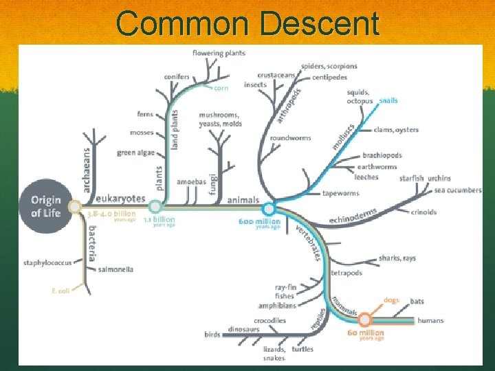 Common Descent 