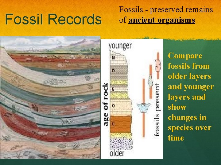 Fossil Records Fossils - preserved remains of ancient organisms Compare fossils from older layers