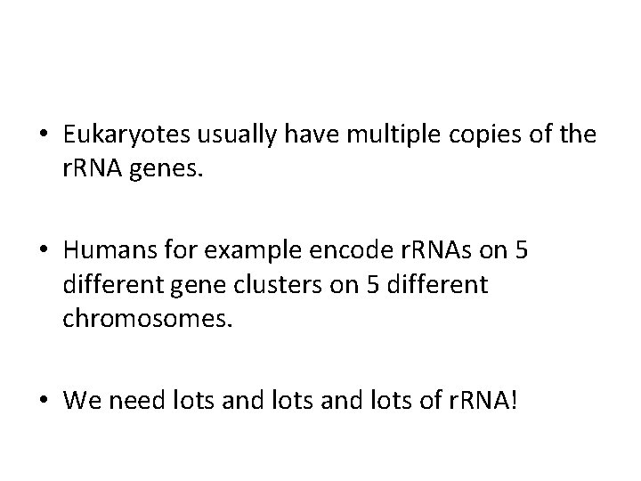  • Eukaryotes usually have multiple copies of the r. RNA genes. • Humans