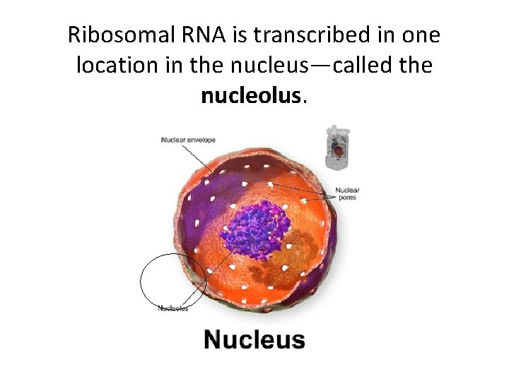 Ribosomal RNA is transcribed in one location in the nucleus—called the nucleolus. 
