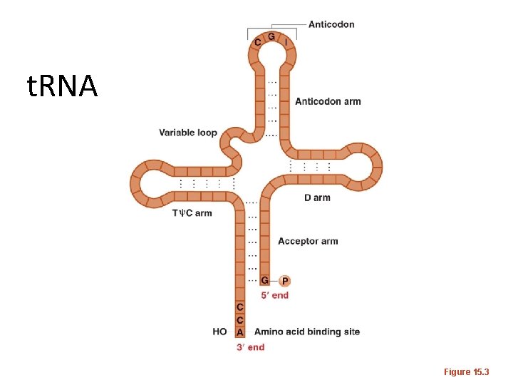 t. RNA Figure 15. 3 