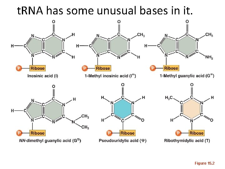t. RNA has some unusual bases in it. Figure 15. 2 