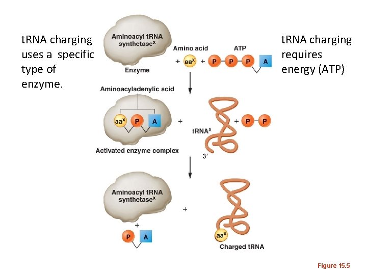 t. RNA charging uses a specific type of enzyme. t. RNA charging requires energy
