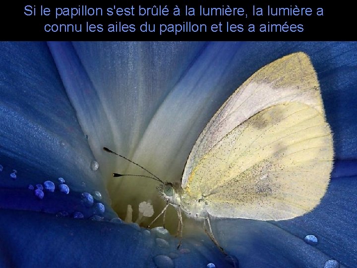 Si le papillon s'est brûlé à la lumière, la lumière a connu les ailes