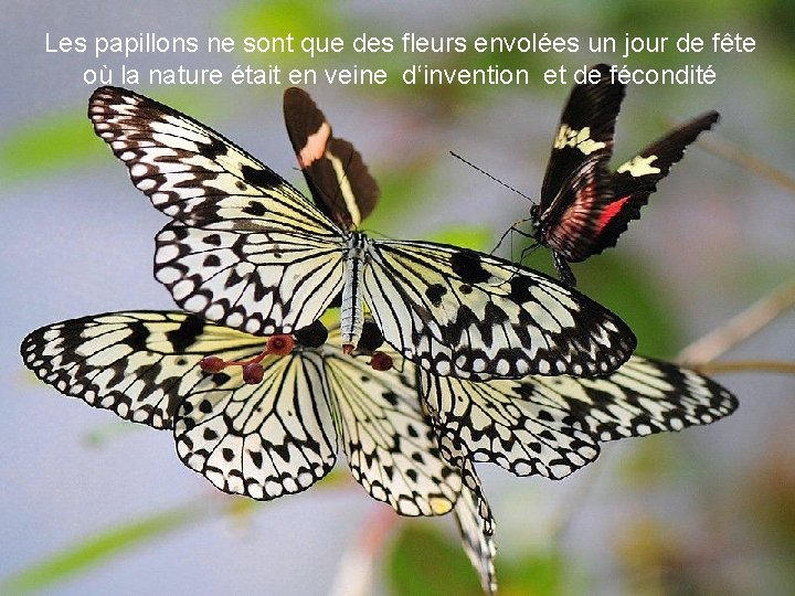 Les papillons ne sont que des fleurs envolées un jour de fête où la