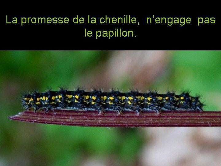 La promesse de la chenille, n’engage pas le papillon. 