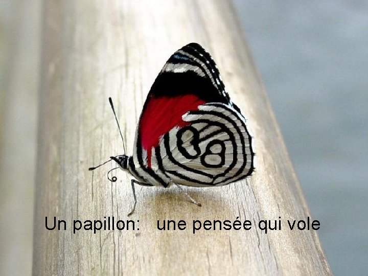 Un papillon: une pensée qui vole 