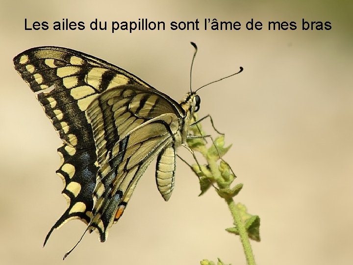 Les ailes du papillon sont l’âme de mes bras û 