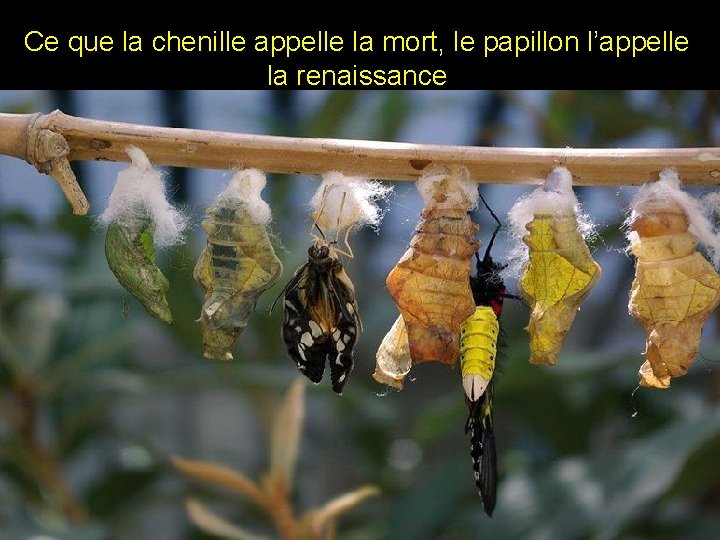 Ce que la chenille appelle la mort, le papillon l’appelle la renaissance 