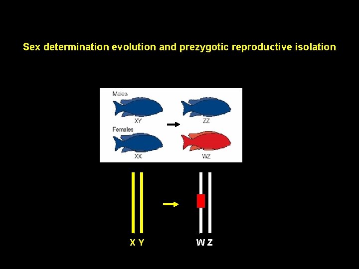 Sex determination evolution and prezygotic reproductive isolation XY WZ 