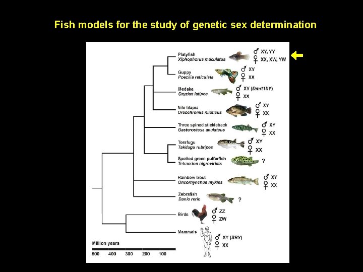 Fish models for the study of genetic sex determination 