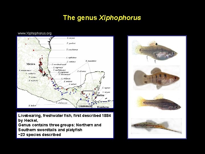 The genus Xiphophorus www. Xiphophorus. org Livebearing, freshwater fish, first described 1884 by Heckel,