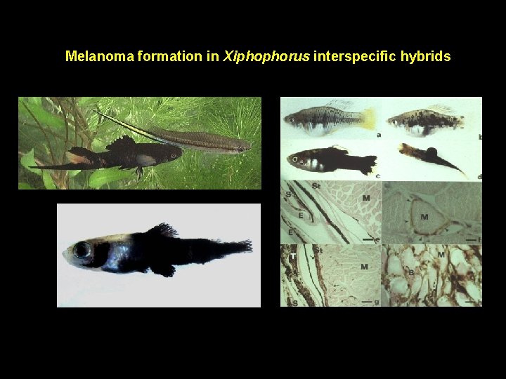 Melanoma formation in Xiphophorus interspecific hybrids 