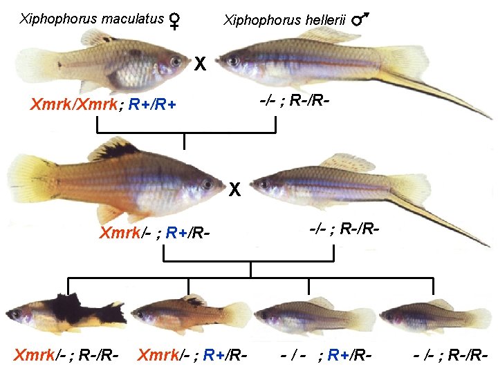 Xiphophorus maculatus Xiphophorus hellerii X -/- ; R-/R- Xmrk/Xmrk ; R+/R+ X Xmrk/- ;