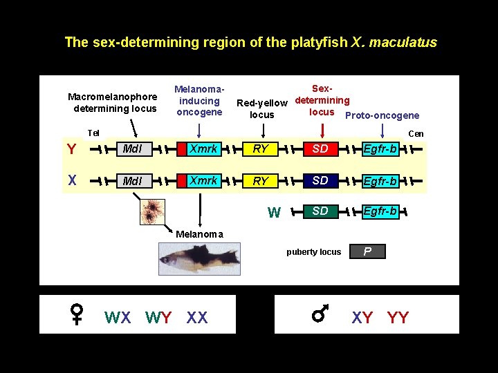The sex-determining region of the platyfish X. maculatus Macromelanophore determining locus Melanomainducing oncogene Sex.