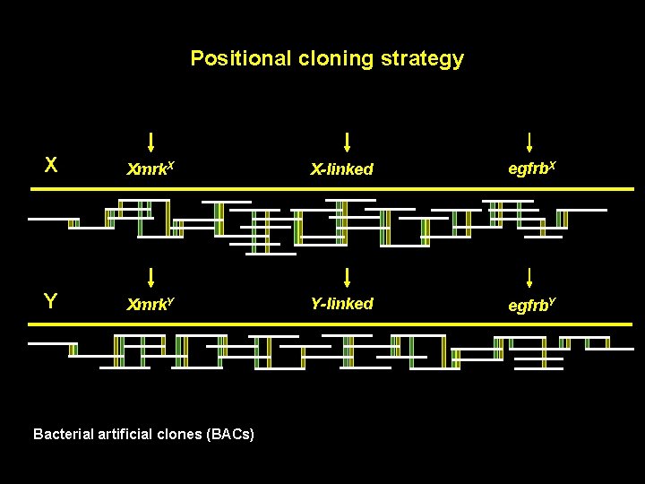 Positional cloning strategy X Xmrk. X X-linked egfrb. X Y Xmrk. Y Y-linked egfrb.