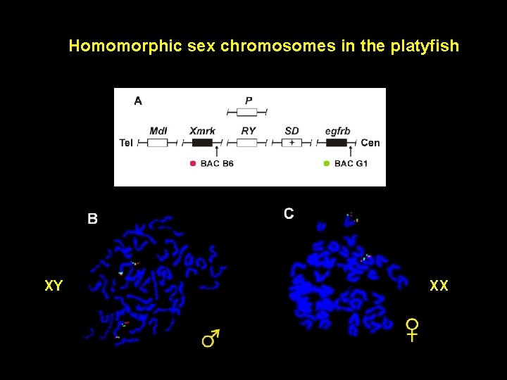 Homomorphic sex chromosomes in the platyfish XY XX 