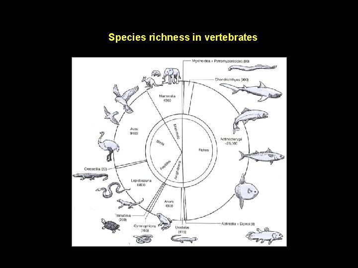 Species richness in vertebrates 
