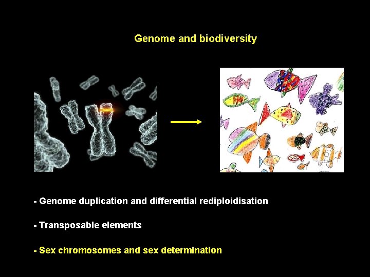 Genome and biodiversity - Genome duplication and differential rediploidisation - Transposable elements - Sex