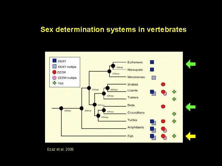Sex determination systems in vertebrates Ezaz et al. 2006 
