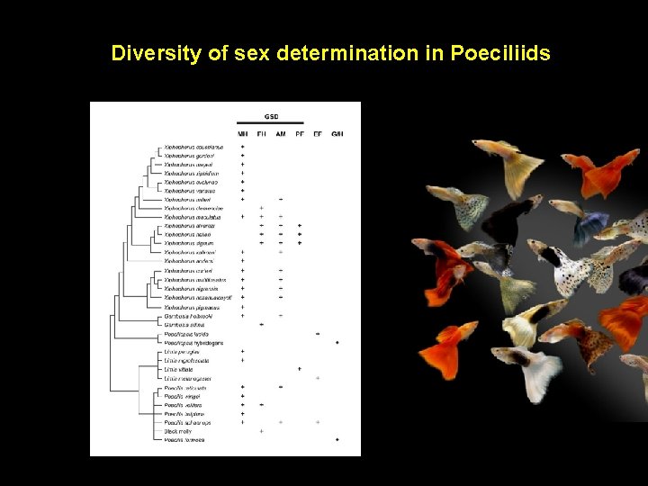 Diversity of sex determination in Poeciliids 