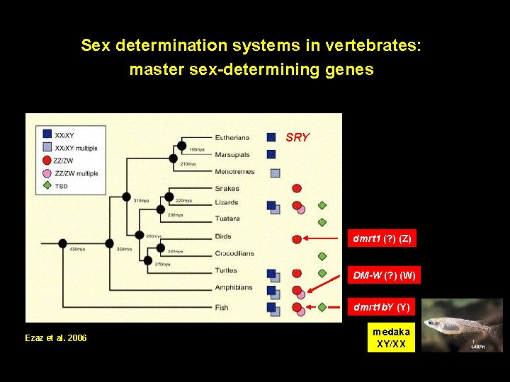 Sex determination systems in vertebrates: master sex-determining genes SRY dmrt 1 (? ) (Z)