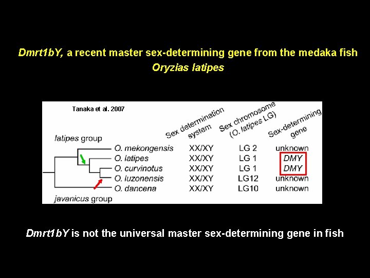 Dmrt 1 b. Y, a recent master sex-determining gene from the medaka fish Oryzias