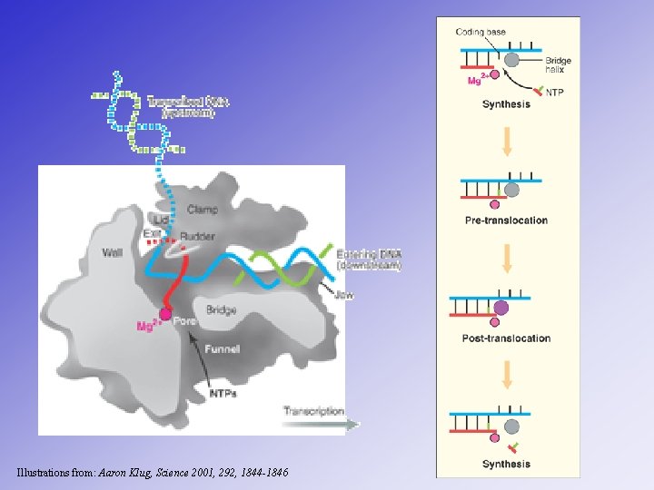 Illustrations from: Aaron Klug, Science 2001, 292, 1844 -1846 