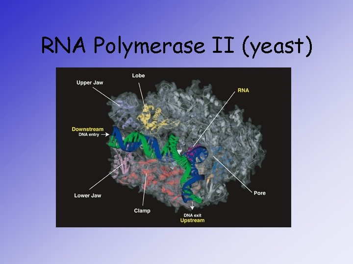 RNA Polymerase II (yeast) 